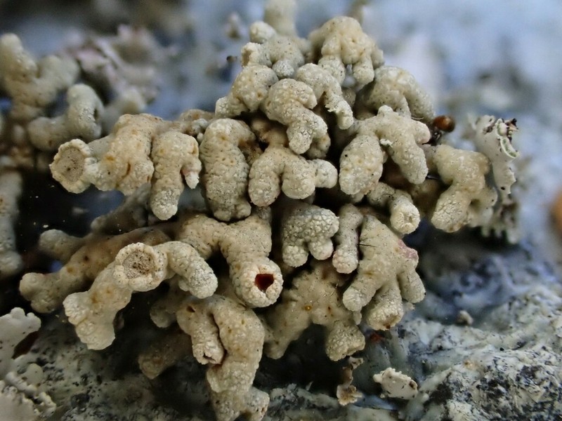 Bolander's Cladidium Lichen photo 8