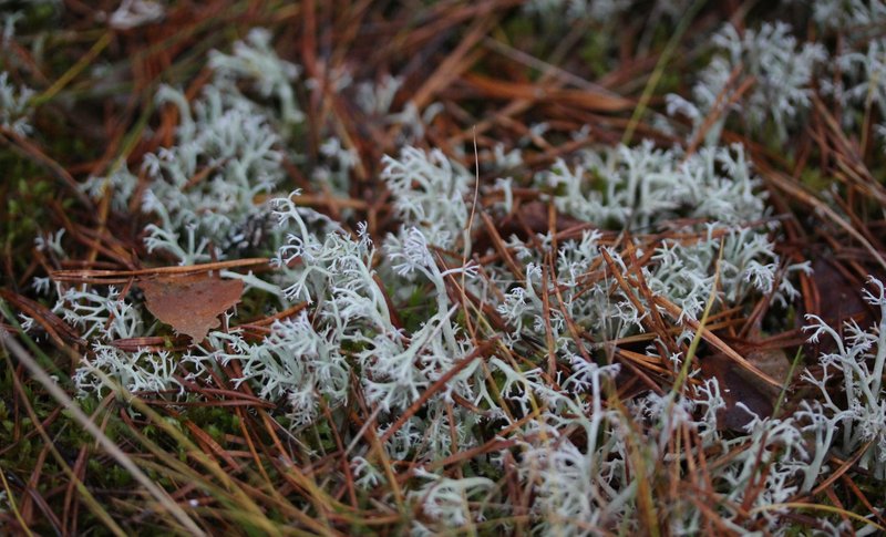 Reindeer Lichen