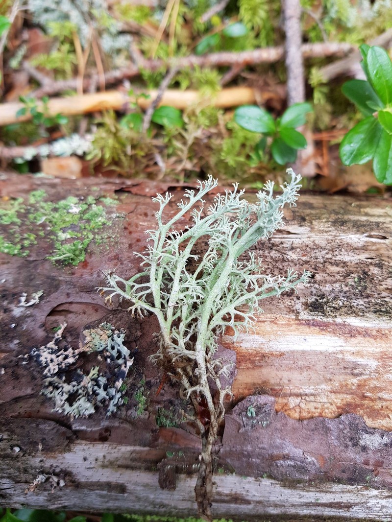 Reindeer Lichen
