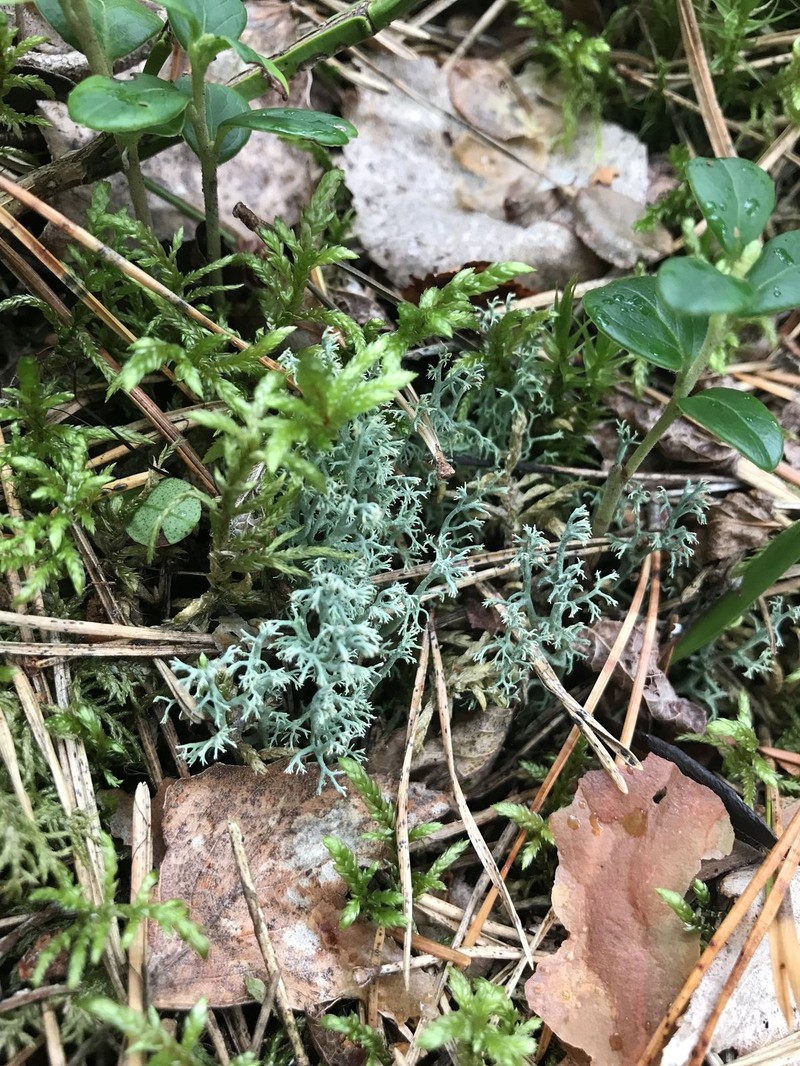 Reindeer Lichen photo 2