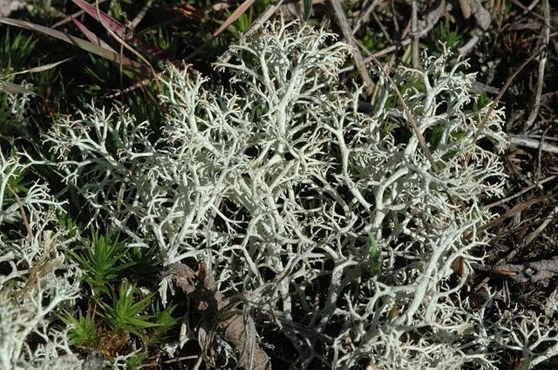 Ciliate Reindeer Lichen
