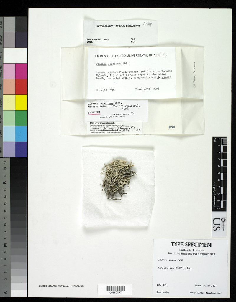 Conspicuous Reindeer Lichen