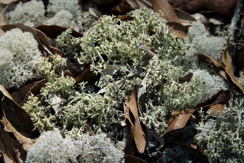 Evans' Reindeer Lichen