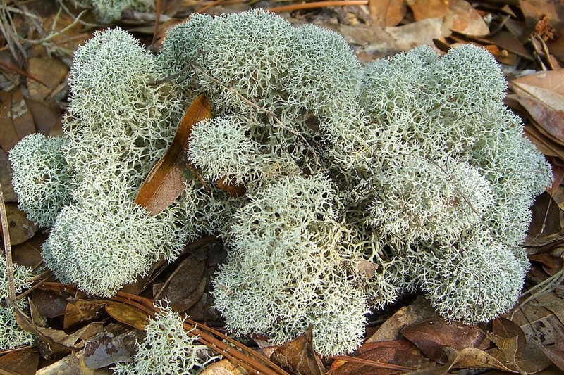 Evans' Reindeer Lichen