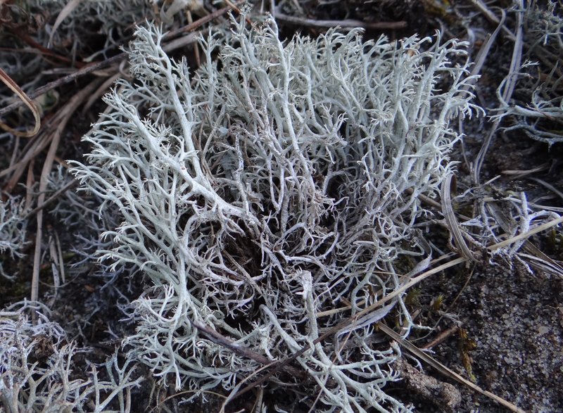Reindeer Lichen