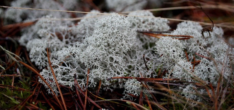 Reindeer Lichen