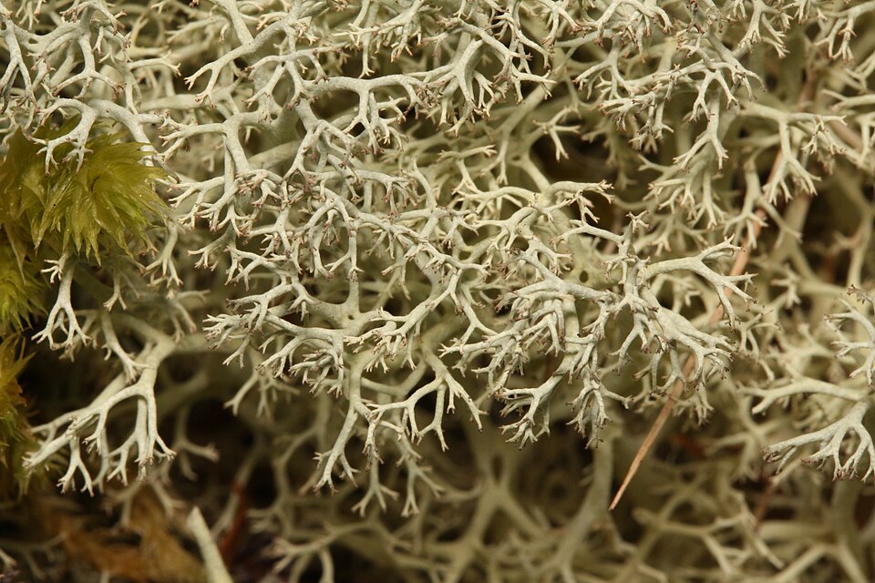 Reindeer Lichen