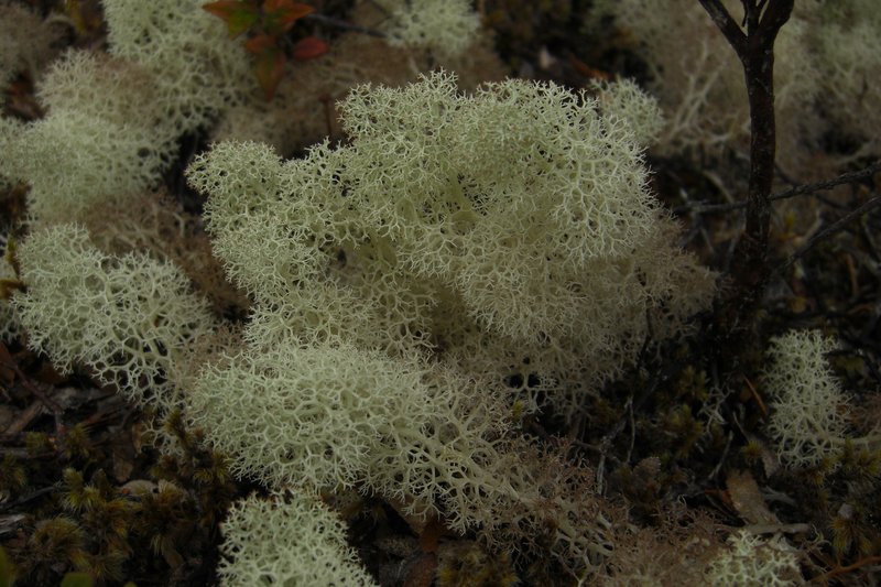 False Evans' Reindeer Lichen