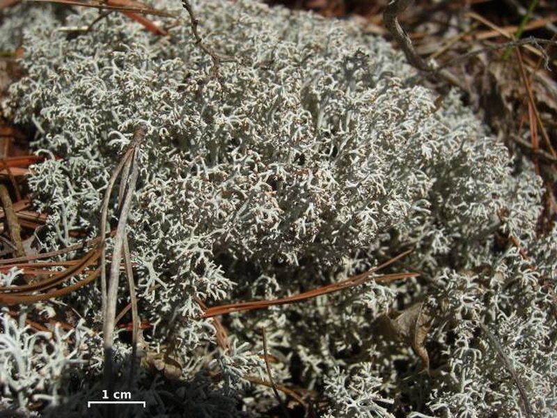 Greygreen Reindeer Lichen