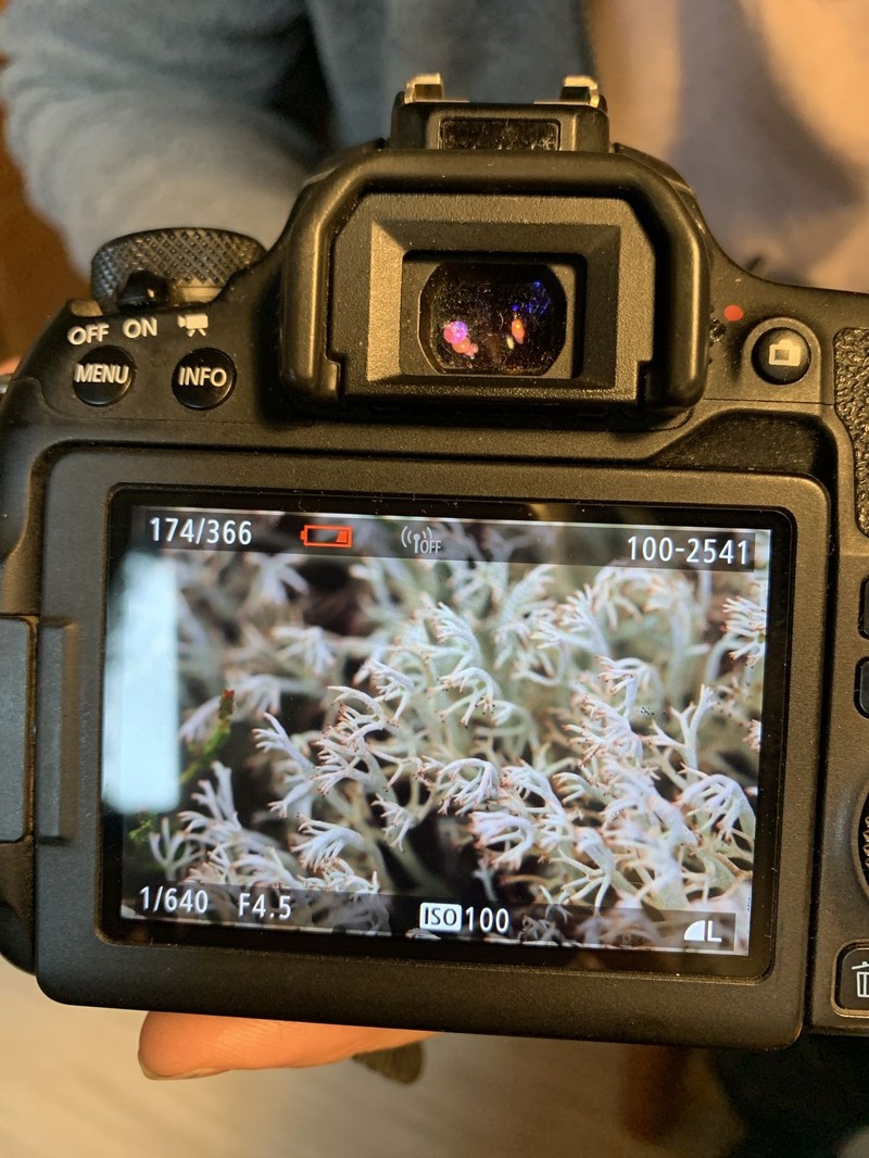 Greygreen Reindeer Lichen