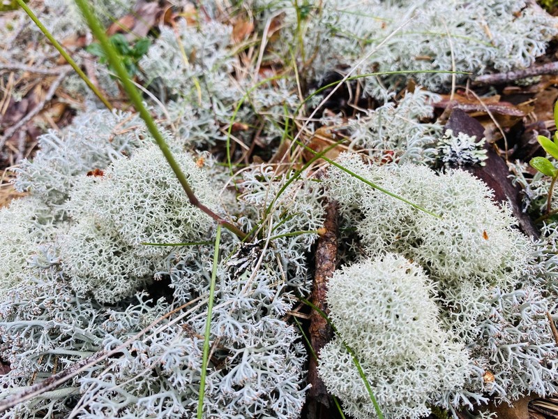 Greygreen Reindeer Lichen photo 2