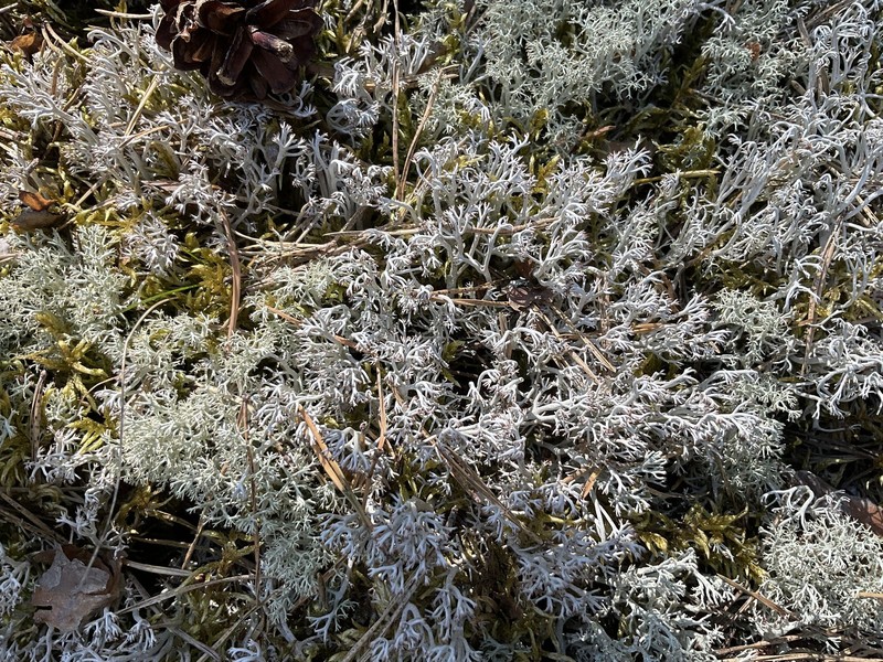 Greygreen Reindeer Lichen photo 3