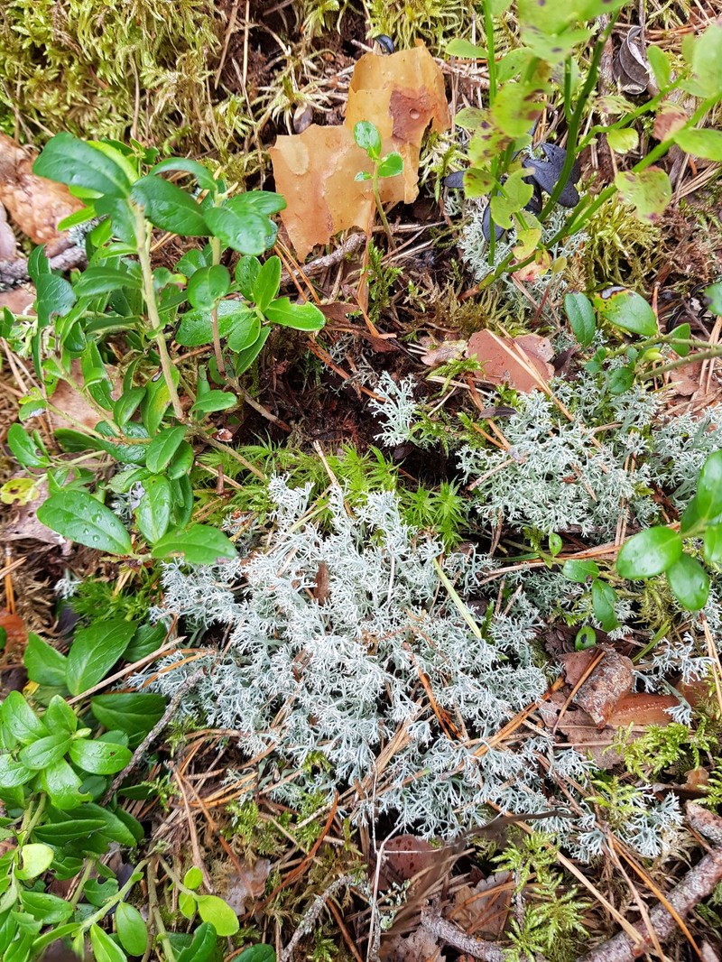 Greygreen Reindeer Lichen photo 4
