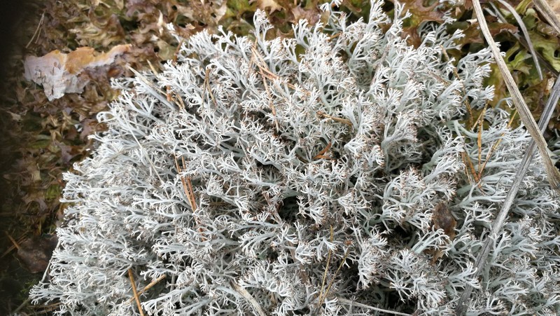 Greygreen Reindeer Lichen photo 5