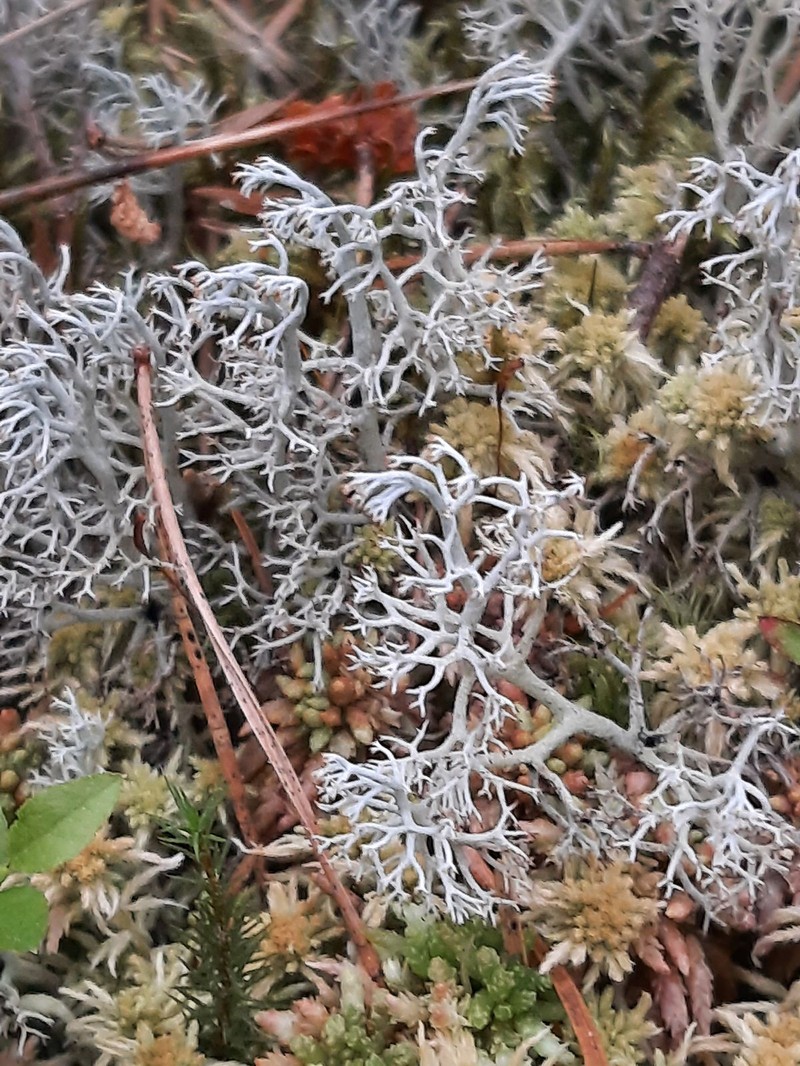 Greygreen Reindeer Lichen photo 6