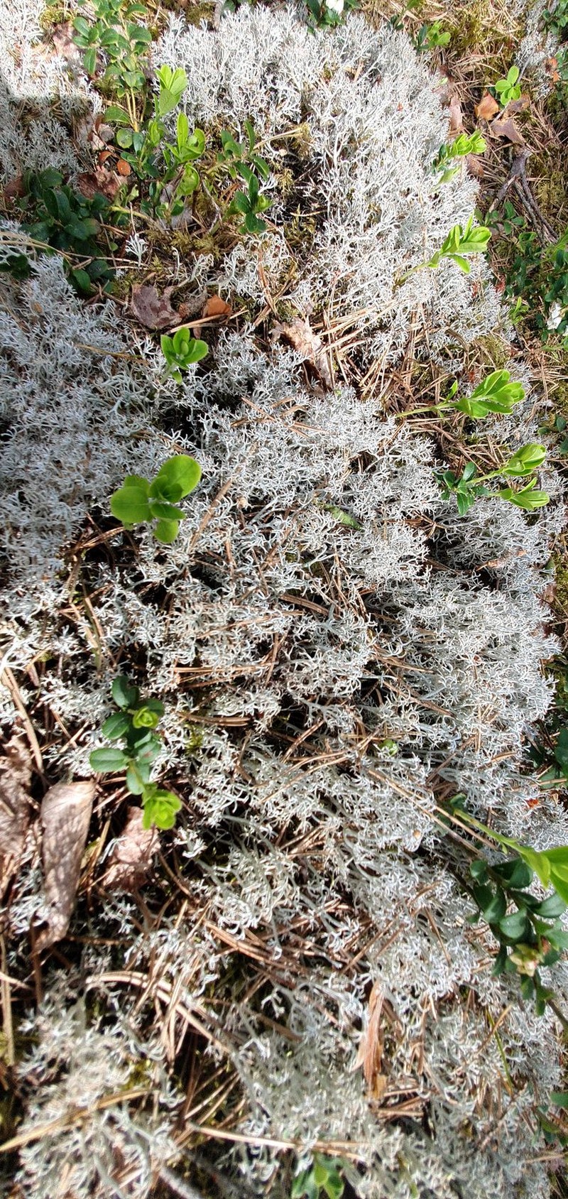 Greygreen Reindeer Lichen photo 7