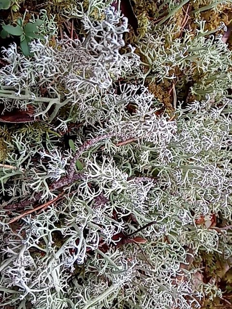 Greygreen Reindeer Lichen photo 8