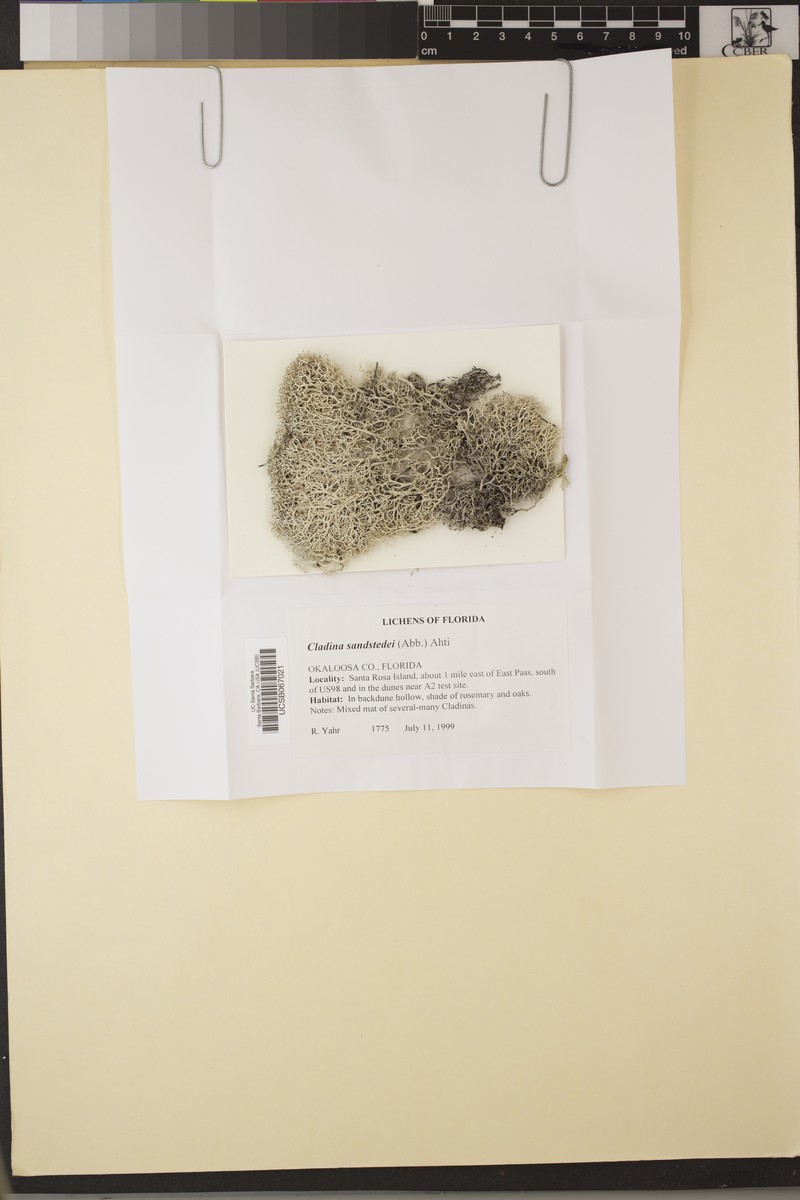 Sandstede's Reindeer Lichen