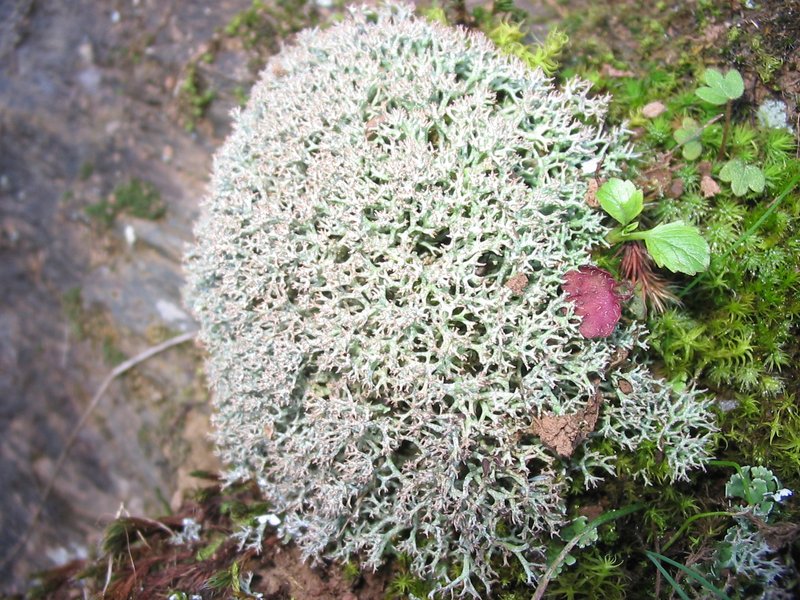 Star Reindeer Lichen