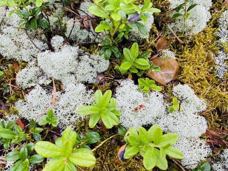 Star Reindeer Lichen