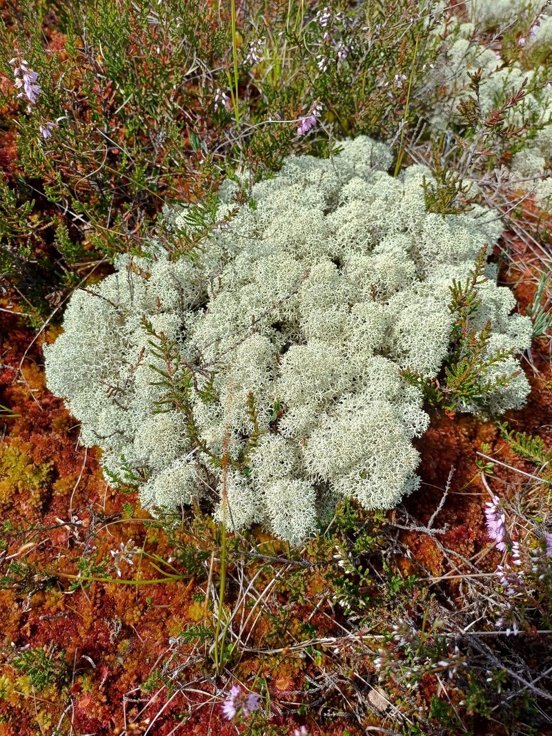 Star Reindeer Lichen photo 2