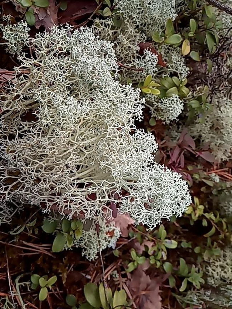 Star Reindeer Lichen photo 3