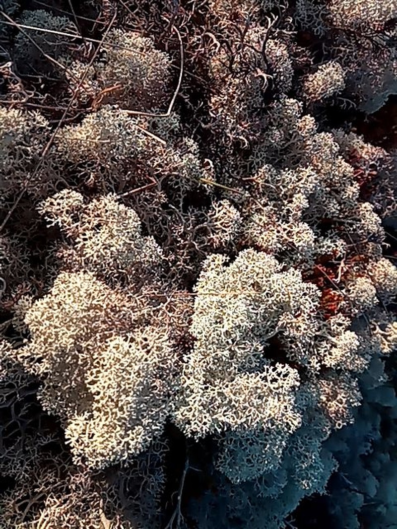 Star Reindeer Lichen photo 4