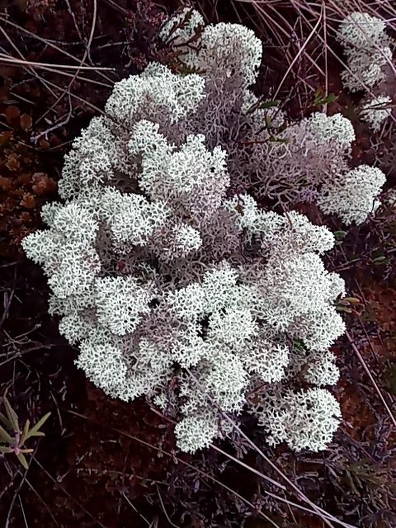 Star Reindeer Lichen photo 5