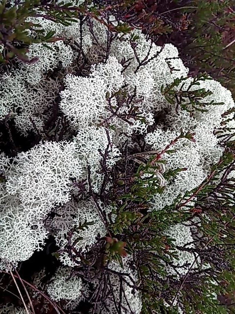 Star Reindeer Lichen photo 6