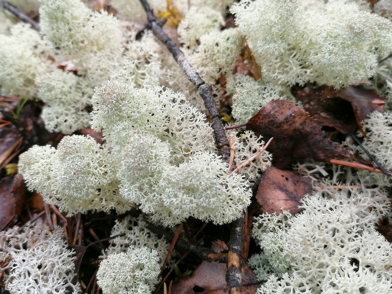 Star Reindeer Lichen photo 7