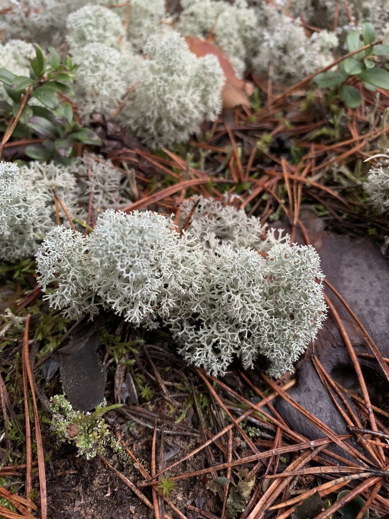 Star Reindeer Lichen photo 8