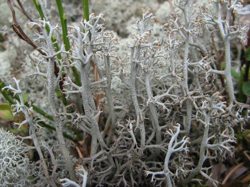Reindeer Lichen