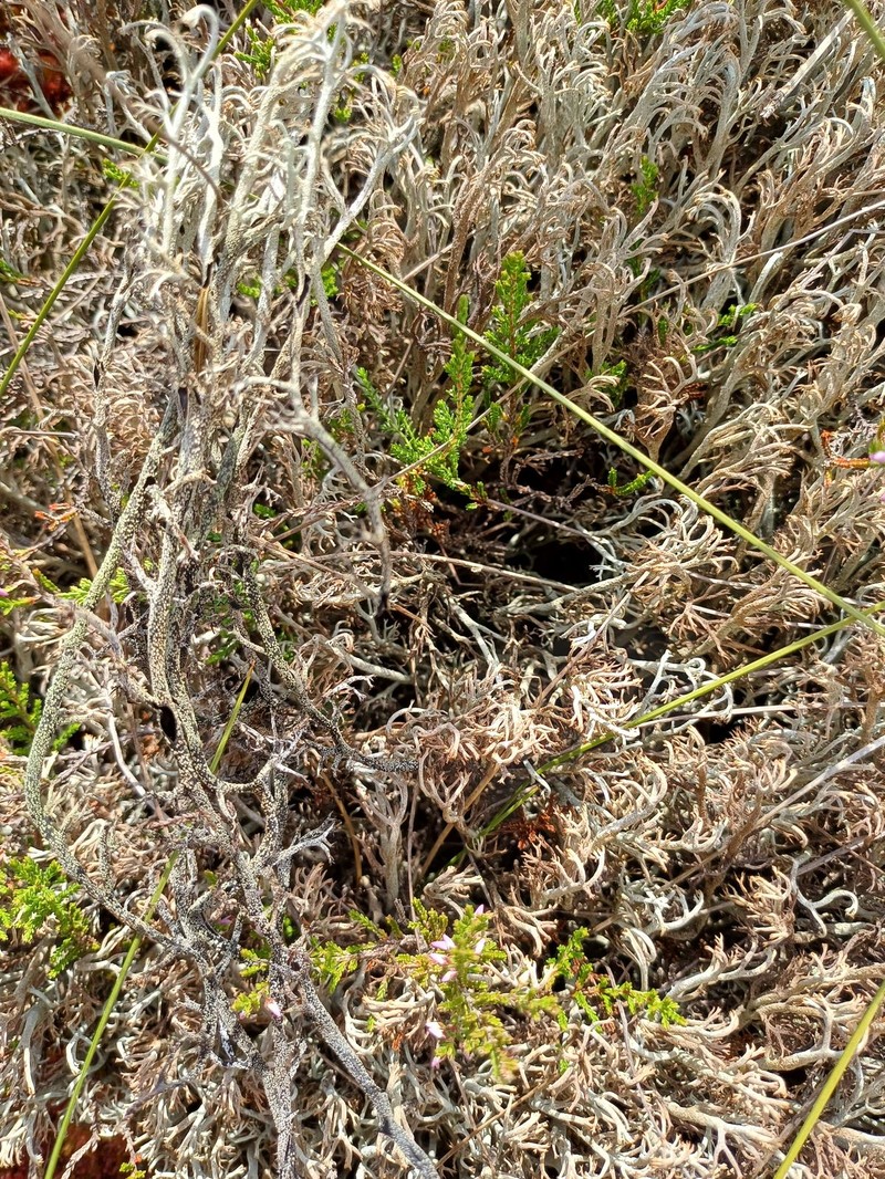 Reindeer Lichen