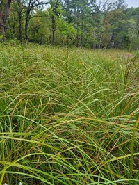 Swamp Sawgrass