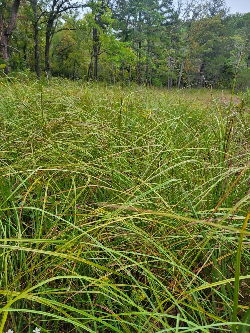 Swamp Sawgrass