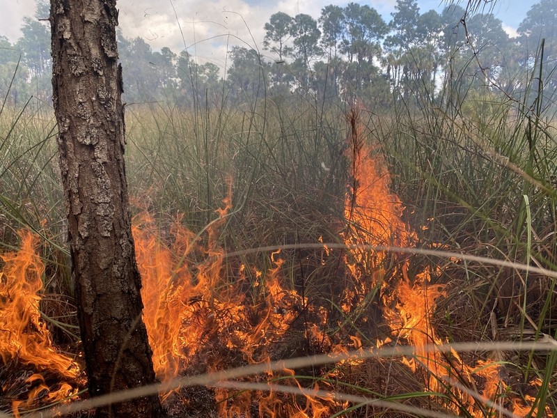 Swamp Sawgrass photo 2