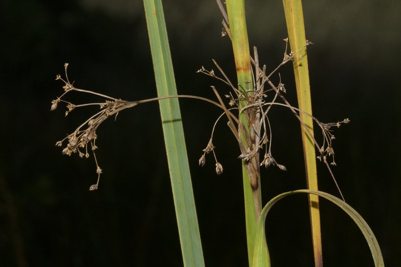 Swamp Sawgrass photo 3
