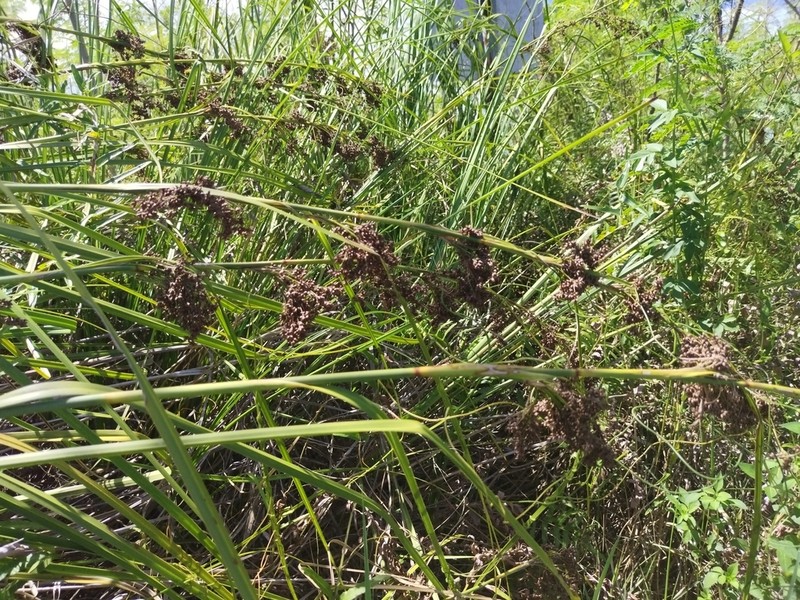 Swamp Sawgrass photo 5