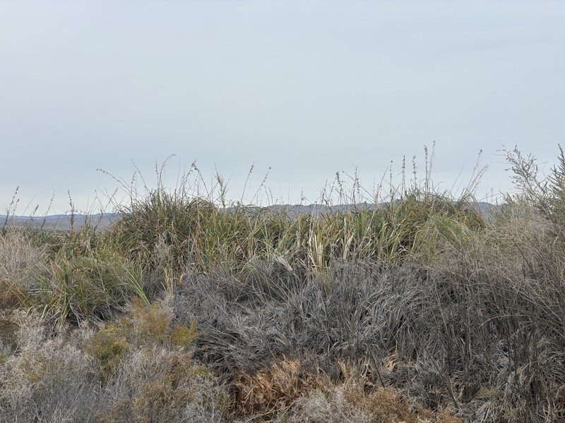 California Sawgrass