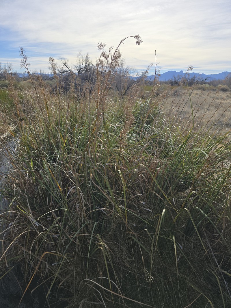 California Sawgrass photo 2