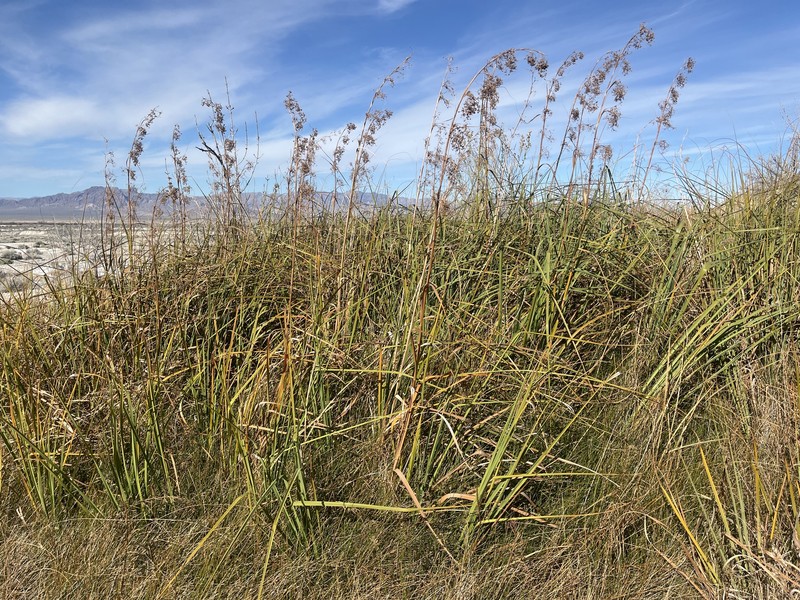 California Sawgrass photo 5