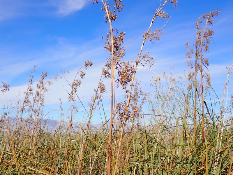 California Sawgrass photo 7
