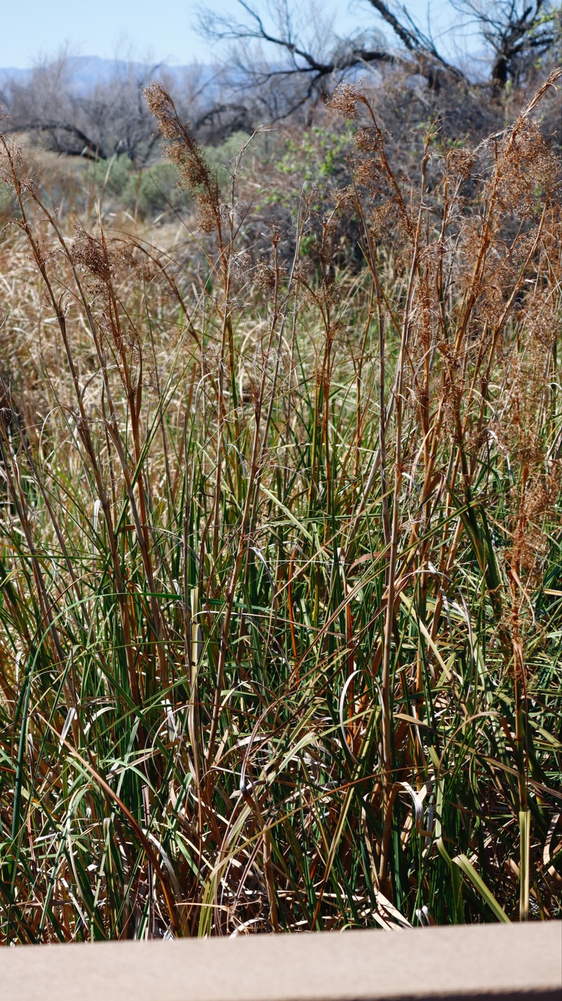 California Sawgrass photo 8