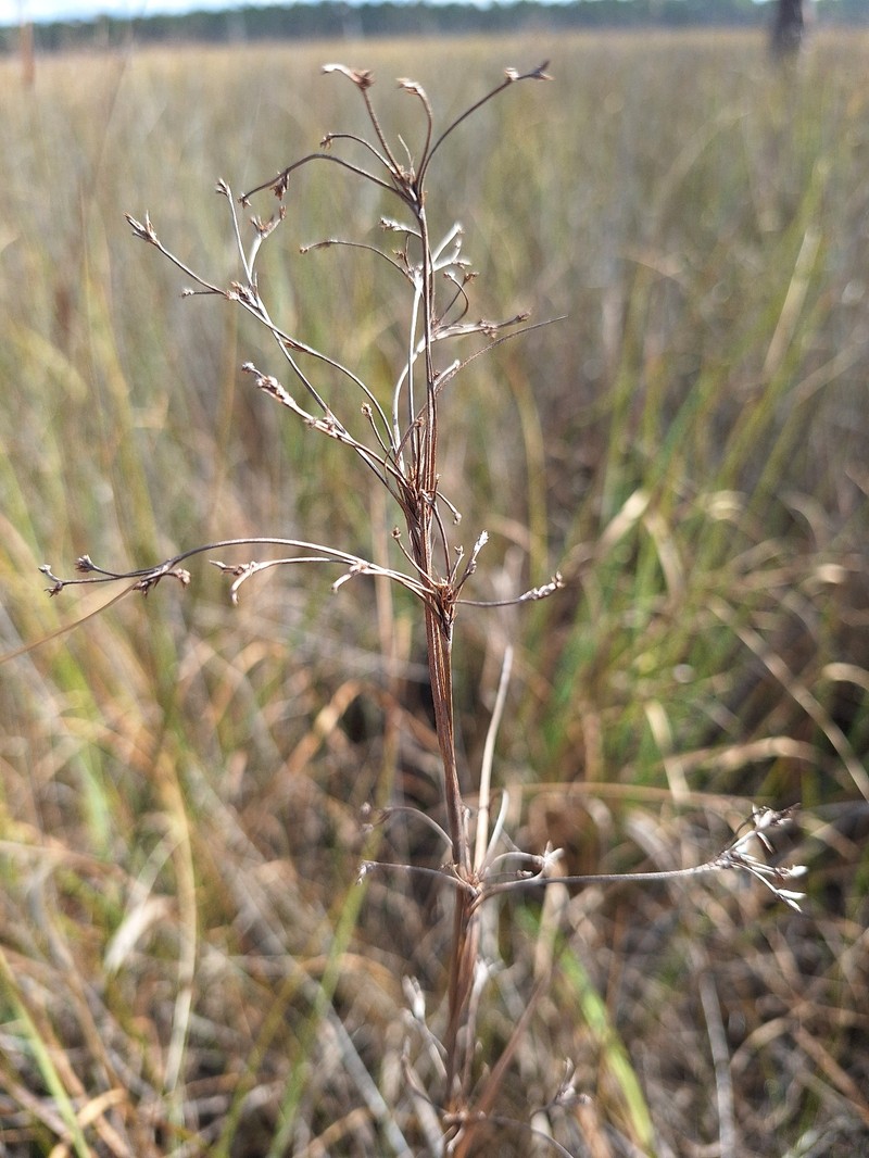Cladium mariscus subsp. jamaicense