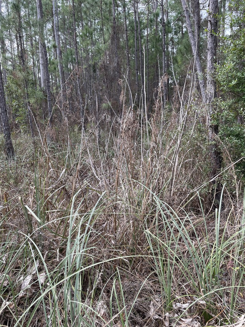 Cladium mariscus subsp. jamaicense photo 4