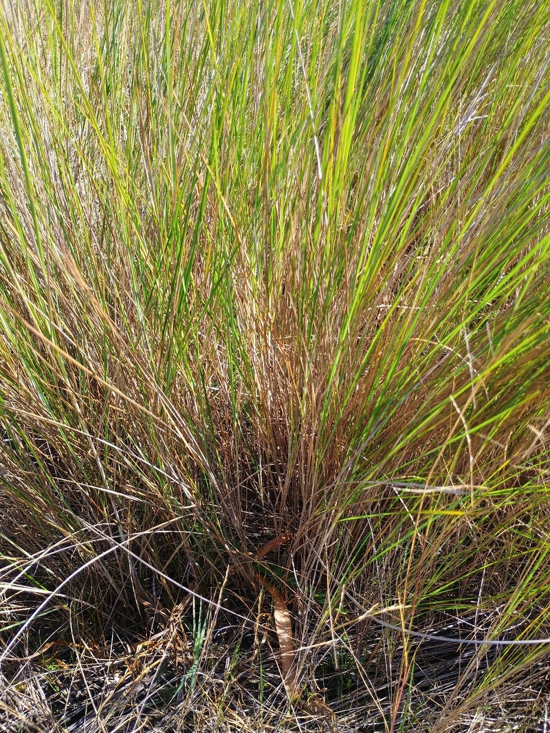 Cladium mariscus subsp. jamaicense photo 5