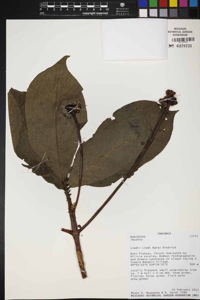 Cladoceras rovumense photo 2