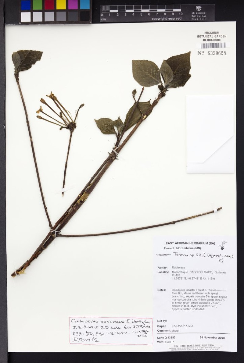 Cladoceras rovumense photo 3
