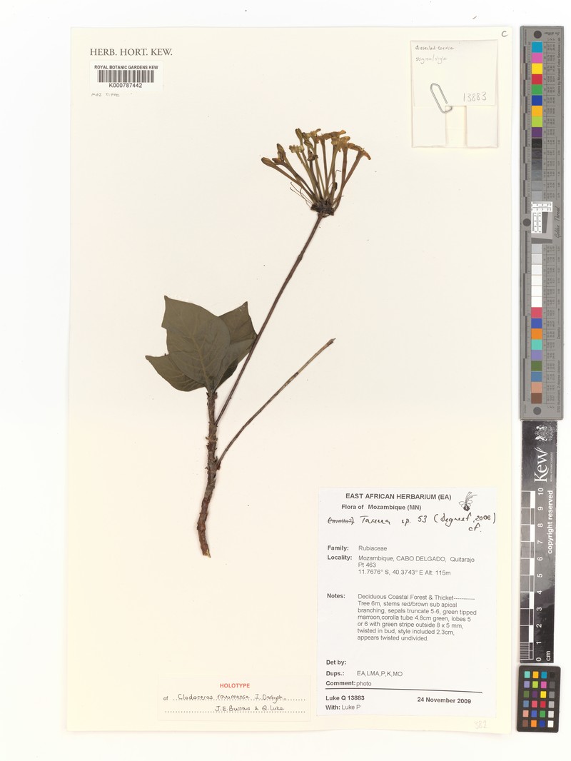Cladoceras rovumense photo 4