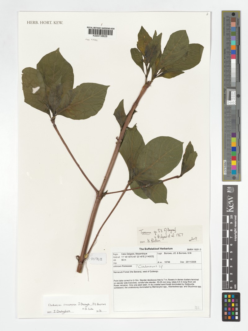 Cladoceras rovumense photo 5
